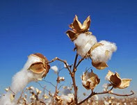 CottonPlant CottonPlant