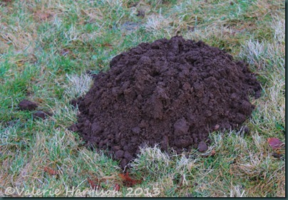 35-molehill 35-molehill