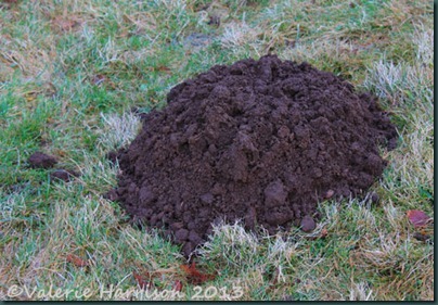 35-molehill