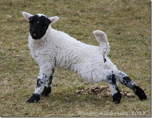 24-stretching-lamb