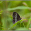 Smooth-eyed Bush-brown