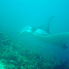 Manta