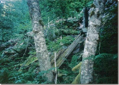 Collapsed Snowshed Ruins along the Iron Goat Trail near Martin Creek in 1998