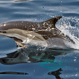 Common dolphin