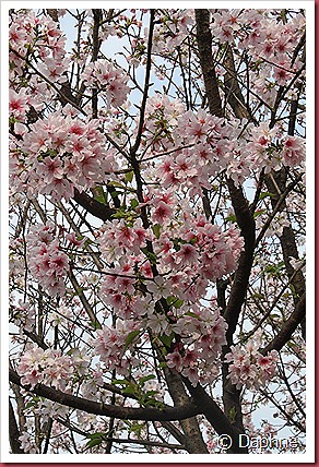 IMG_2637 IMG_2637