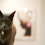 Kanji posing for the lens. Kanji posing for the lens.