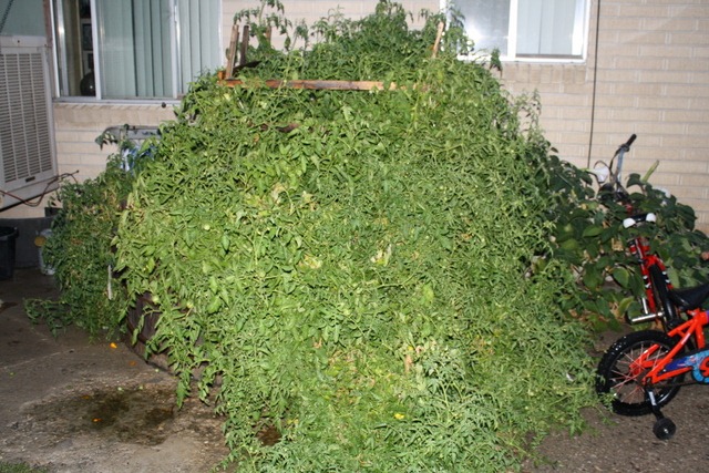 [Sept%25201%2520Yard%2520and%2520Rainstorm%2520018%255B5%255D.jpg]