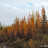 Outono chegando - Estrada para o  Wrangell-St Elias NPP em Nabesna, Alaska, EUA