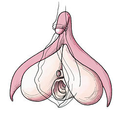 clitoris.jpg