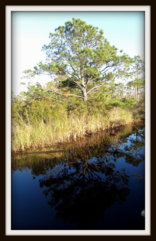 [IMG_4167-FL_tree%2520reflected%255B5%255D.jpg]
