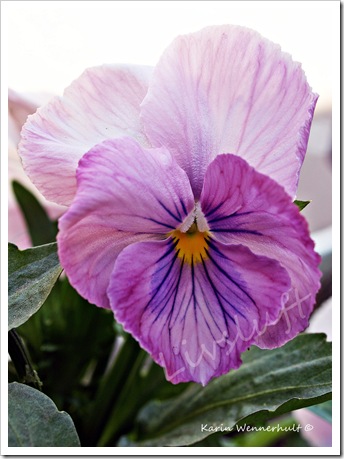 Rosa penseéVATTENMÄRKE