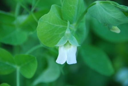 [ervilhas%2520DSC_0127DSC_013508%255B4%255D.jpg]