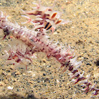 Ghostpipefish (Paradise Jetty, Manado)