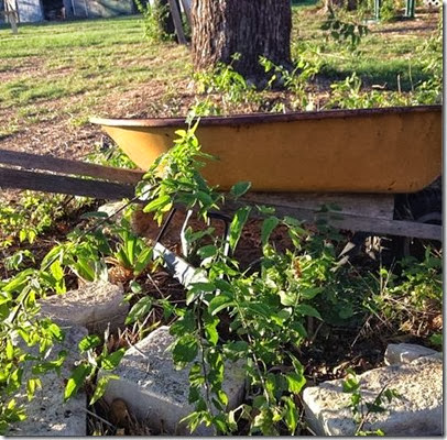 rusty wheel barrow