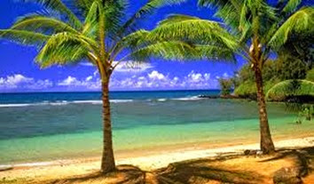 palm tree in hawaii images palm tree in hawaii images