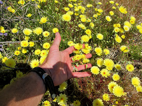 Desert Dandelions in RockHouse Canyon - Anza Borrego