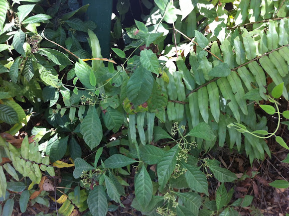Spotting Image 1