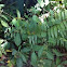 Pignut hickory