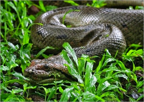 anaconda-verde