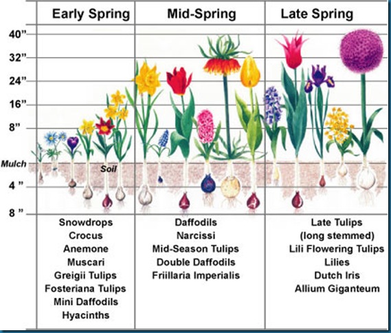 bulb-chart_color