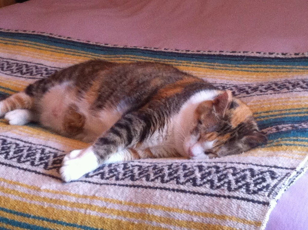 [Sleeping-Kitty-Showing-Off-Her-Pumpk%255B1%255D.jpg]