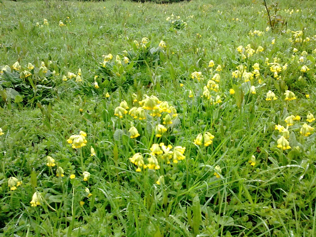 [1%2520Cowslips%2520in%2520Nature%2520park%255B3%255D.jpg]