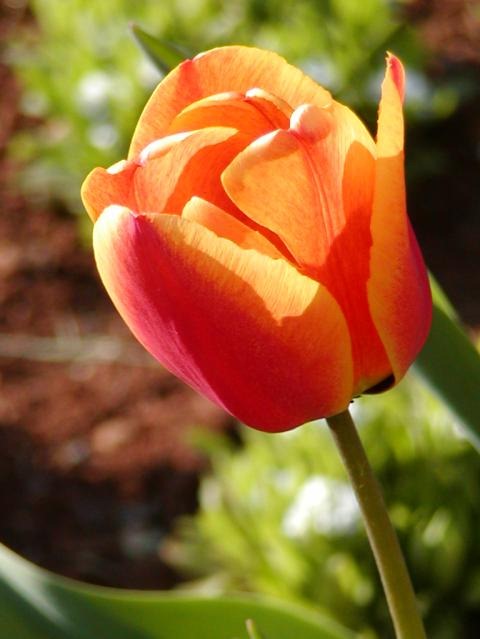 [tulipano%255B4%255D.jpg]