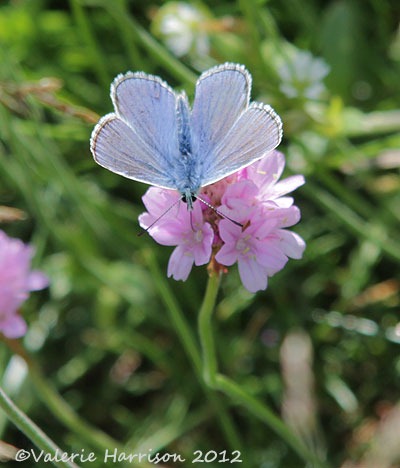 [20-common%2520blue%255B2%255D.jpg]