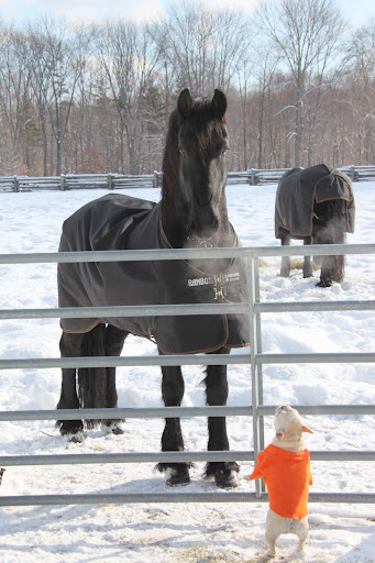 Sasa, maybe you can explain to me why you horses breathe out clouds in cold weather.