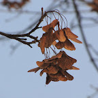 Krakow grudzien 2009 108.jpg Krakow grudzien 2009 108.jpg