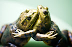 The Dance of the Bullfrogs.jpg