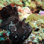 Leaf scorpionfish (Blue Lagoon, Padangbai, Bali)