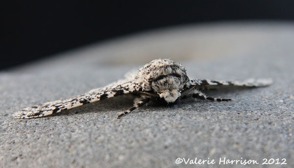 [peppered-moth-face%255B2%255D.jpg]