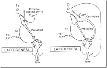[pseudogravidanza-nella-cagna%255B1%255D.png]