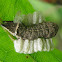 "Parasitized" Caterpillar