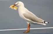 [seagull%2520chips%255B2%255D.png]