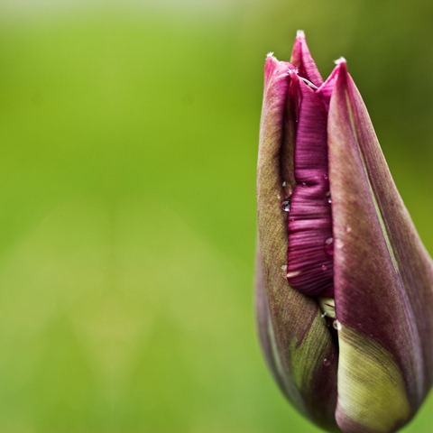 Closed-Iris