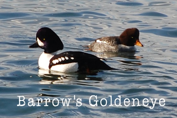 [BarrowsGoldeneye7.jpg]