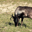 Caribou