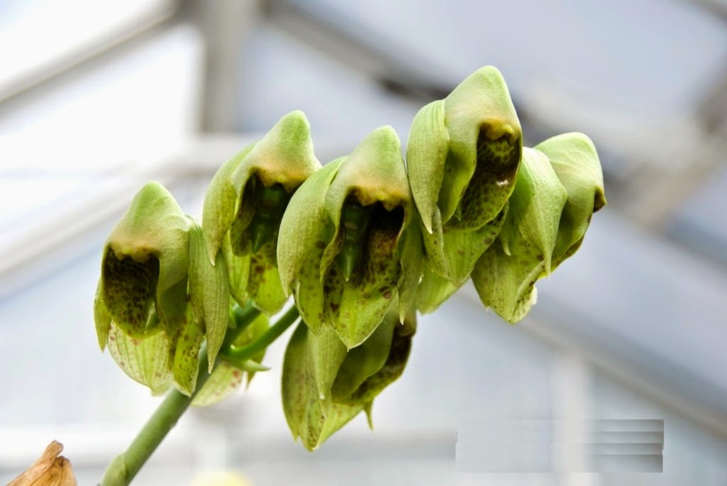 [Catasetum-macroglossum3.jpg]