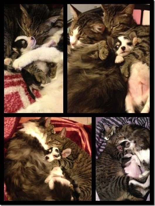 viral-picdump-pics-0ccbb9