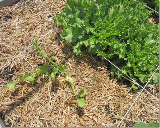 Endive seedling started in coir