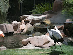 Some sort of exotic turkey thing at the flamingo habitat at the Flamingo.