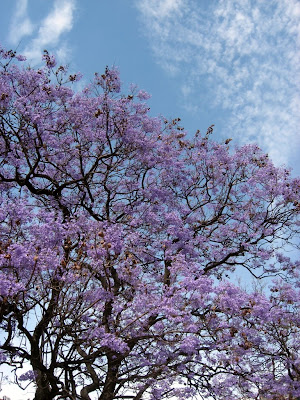 Jacaranda tree