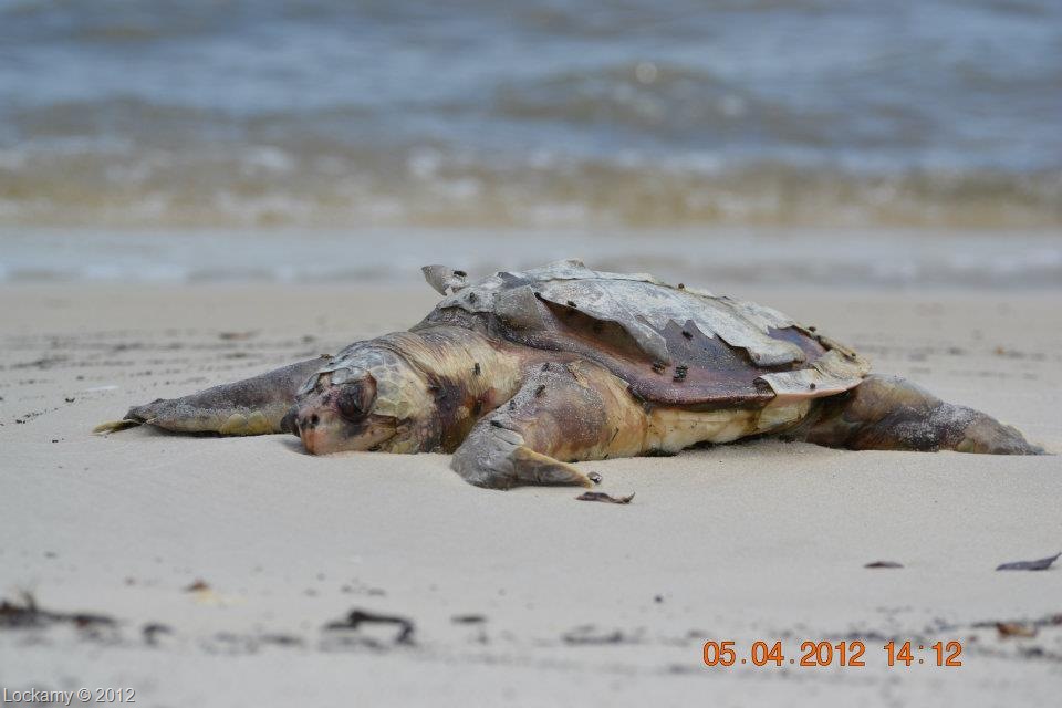 [LaurelLockamyairgulfportms050412112.jpg]