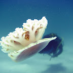 Upside-down jellyfish