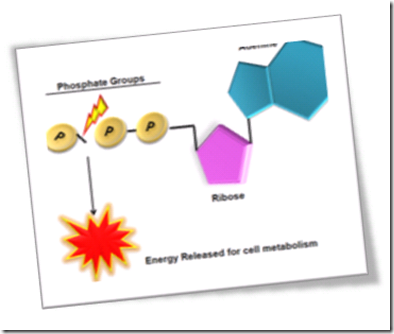 image_thumb2 D-Ribose