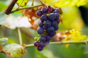 [grapes%2520concord%255B3%255D.jpg]