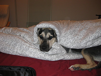 Tildon, a Shepherd/Lab mix from Columbia, Maryland.
Tildon, a Shepherd/Lab mix from Columbia, Maryland.