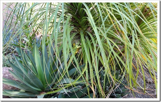 120520_Beaucarnea-recurvata1